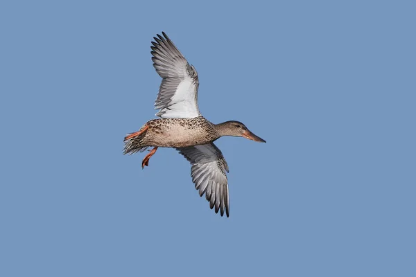 Northern shoveler (Anas clypeata) — Stock Photo, Image