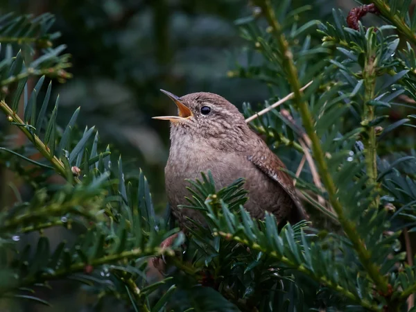 Eurasiatisk wren (troglodytes troglodytes)) — Stockfoto