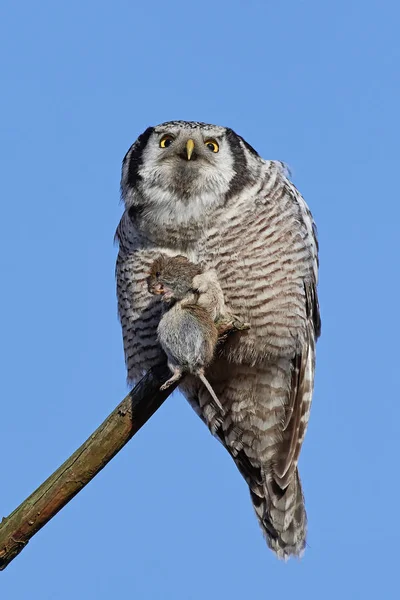 Búho halcón del norte (Surnia ulula ) — Foto de Stock