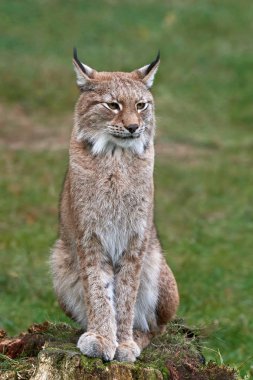 Avrasya vaşağı (Vaşak Vaşağı))