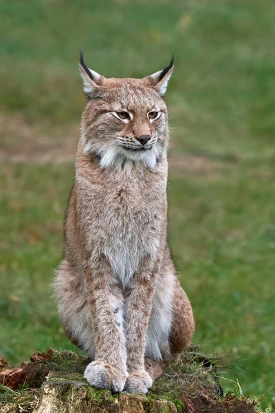 Eurasiatisk lodjur (Lynx lynx)) — Stockfoto