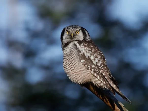 Northern hawk-owl (Surnia ulula) — Stock Photo, Image