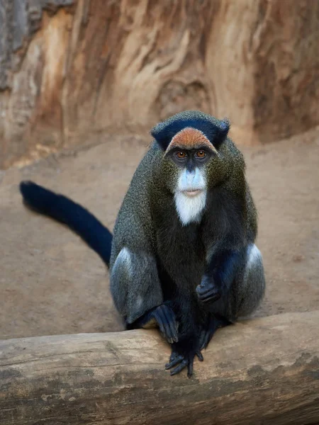 Macaco De Brazzas (Cercopithecus neglectus ) — Fotografia de Stock