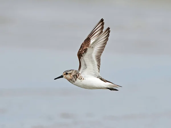 Sandlöpare (Calidris alba) — Stockfoto