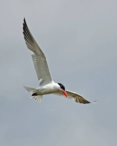 Tern Cáspio (Hidroprogne caspia) — Fotografia de Stock