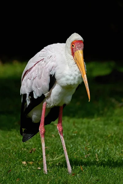 Yellow-billed stork (Mycteria ibis) — Stock Photo, Image