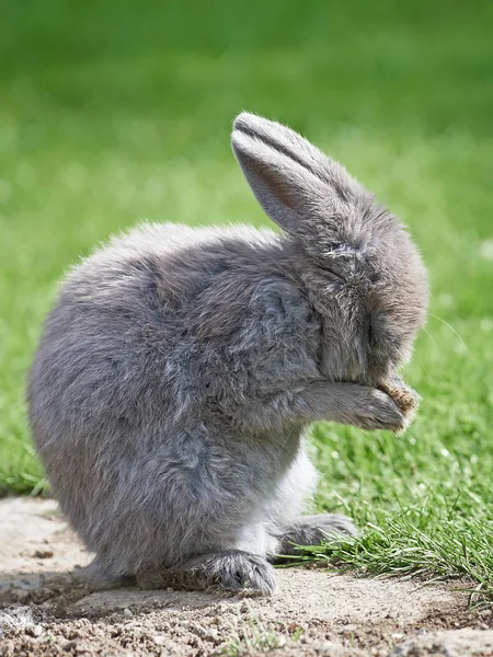 Domestic rabbit (Oryctolagus cuniculus) — Stock Photo, Image