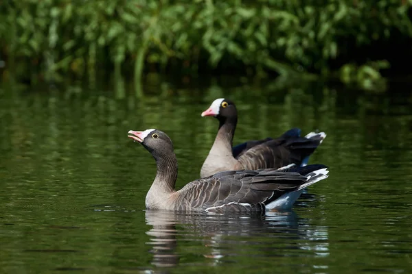 Mindre fjällgås (anser erythropus) — Stockfoto