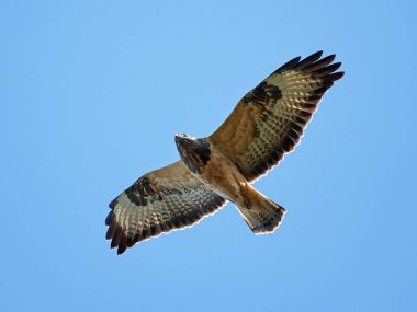 yaygın akbaba (Buteo buteo)