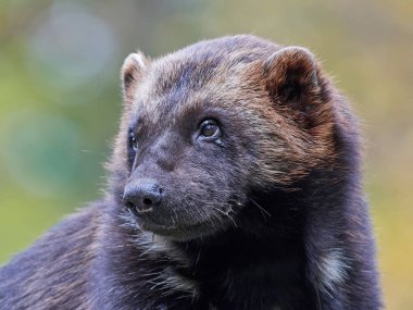 Wolverine (Gulo gulo)