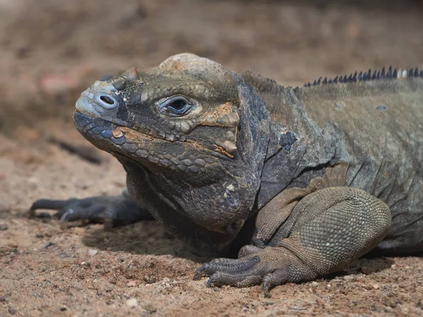 Rhinoceros iguana (Cyclura cornuta) — Stock Photo, Image