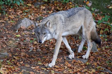 gri kurt (canis lupus)