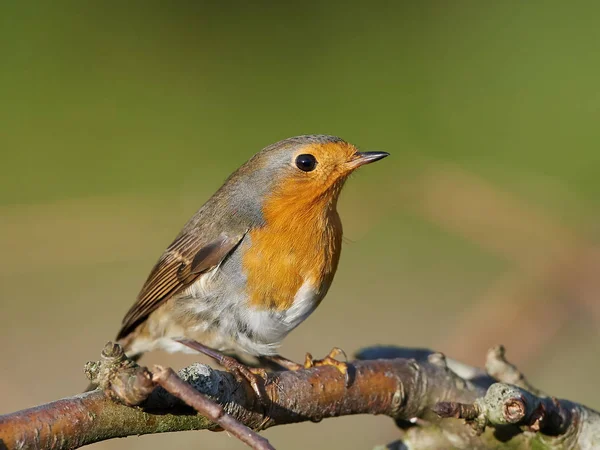 Robin europeo (Erithacus rubecula) — Foto de Stock