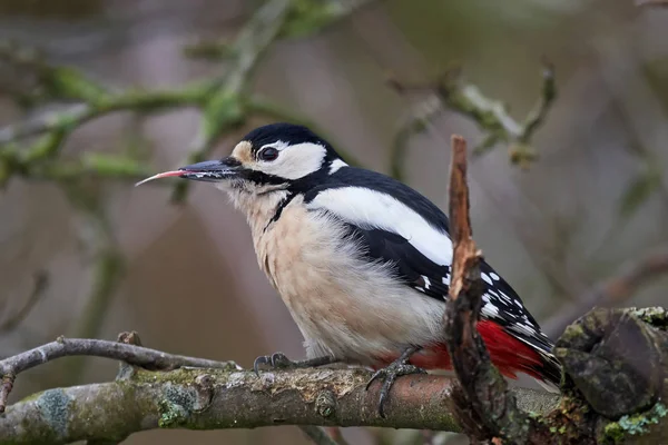 Great spotted woodpecker (Dendrocopos major) — Stock Photo, Image