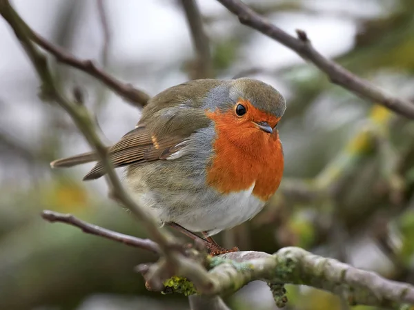 Robin europeo (Erithacus rubecula) — Foto de Stock