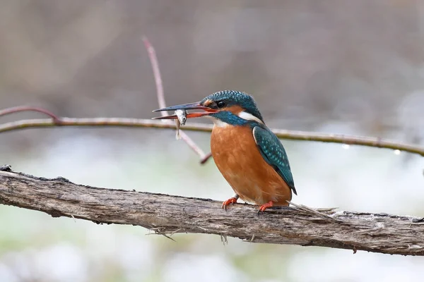 Kingfisher comum (Alcedo atthis ) — Fotografia de Stock