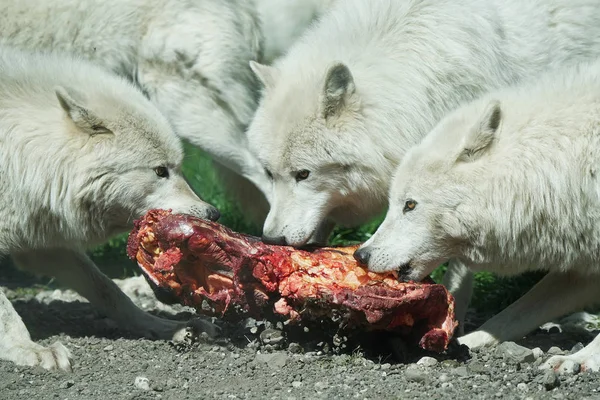 Lupo artico (Canis lupus arctos ) — Foto Stock