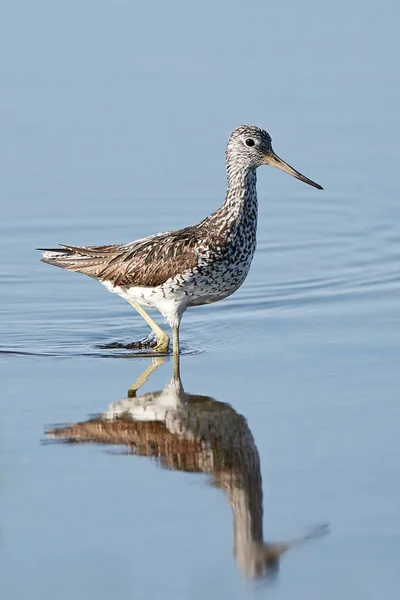 Common greenshank (Tringa nebularia) — Stock Photo, Image