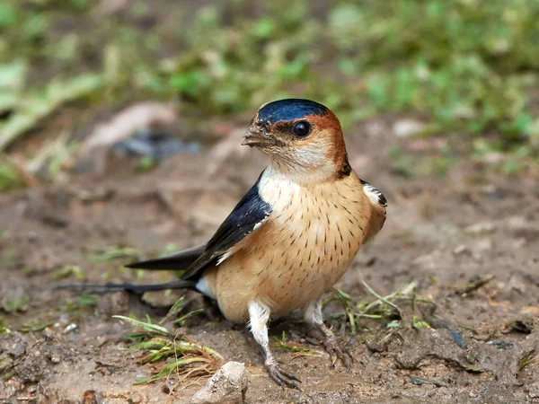 Red-rumped swallow (Cecropis daurica) — Stock Photo, Image