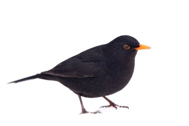 Yaygın karatavuk (Turdus merula)