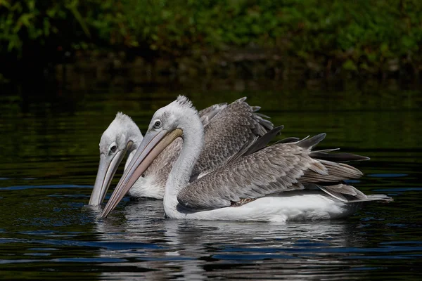 Pink-backed Pelican (Pelecanus rufescens) — Stockfoto