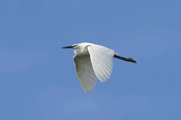 Malá Egret (Egretta garzetta) — Stock fotografie