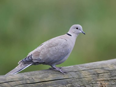Avrasya yakalı güvercini (Streptopelia decaocto)