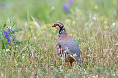kırmızı bacaklı keklik (Alectoris rufa)
