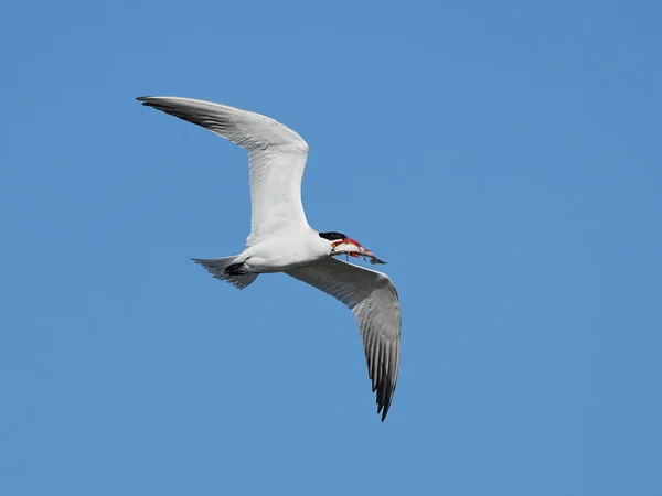 Rybitwa kaspijska (Hydroprogne caspia) — Zdjęcie stockowe