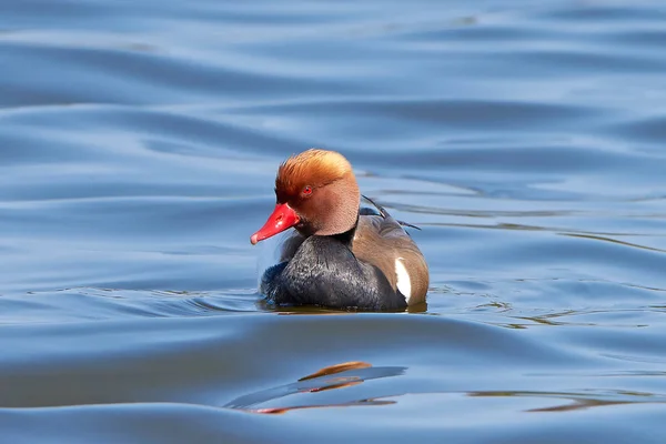 Red-crested pochard (Netta rufina) — Stock Photo, Image