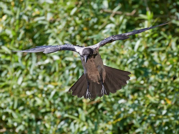 Vrána zakuklená (Corvus Cornix) — Stock fotografie
