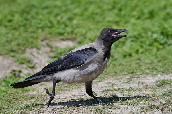 Kråka (Corvus Cornix)) — Stockfoto