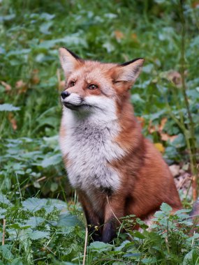 Kızıl Tilki (Vulpes vulpes)