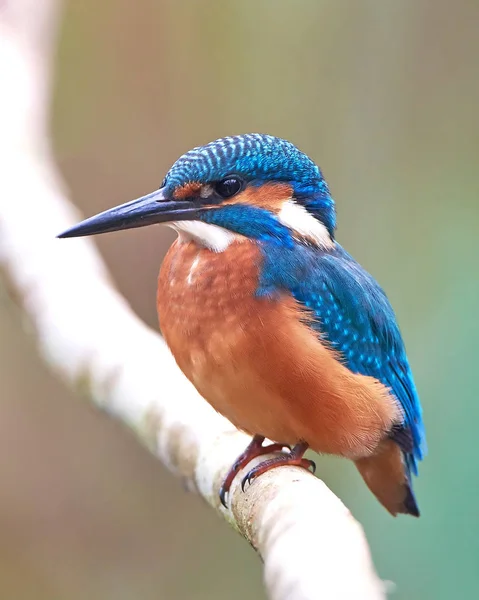 Gewone ijsvogel (Alcedo at this) — Stockfoto