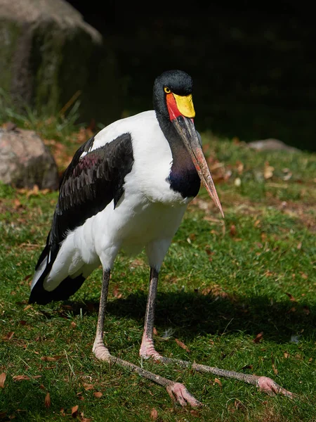 Saddle-billed stork (Ephippiorhynchus senegalensis) — Stock Photo, Image