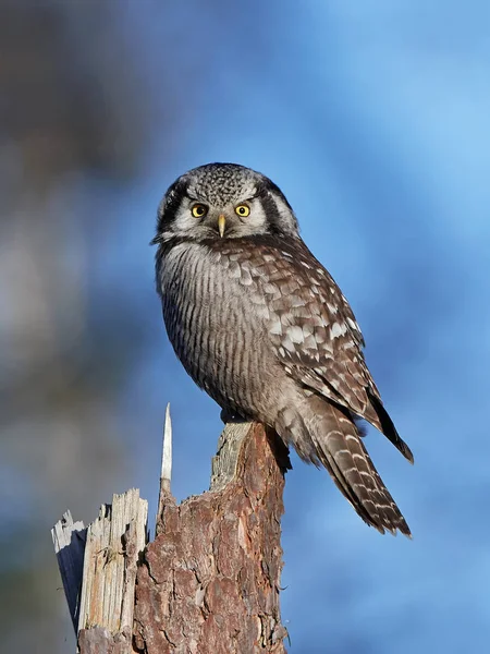Búho halcón del norte (Surnia ulula ) —  Fotos de Stock