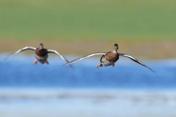 Wild duck (Anas platyrhynchos) — Stock Photo, Image