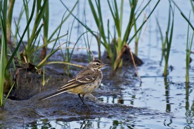 Batı Sarı kuyruksallayan (Motacilla flava)