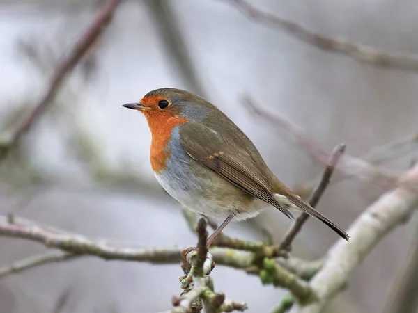 Европейская малиновка (Erithacus rubecula) — стоковое фото