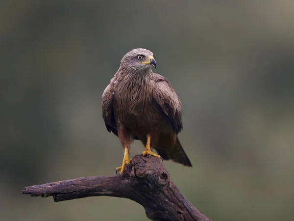 Svart drake (milvus migrans)) — Stockfoto