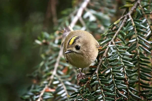 Goldcrest (Regulus regulus) — Stock Photo, Image