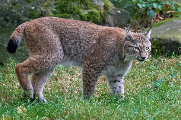 Ryś Eurazjatycki (Lynx lynx)) — Zdjęcie stockowe