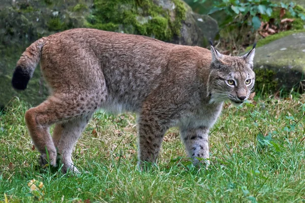 Eurasiatisk lodjur (Lynx lynx)) — Stockfoto