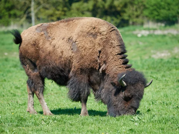 Bisonte americano (Bisonte bisonte bisonte ) — Foto Stock