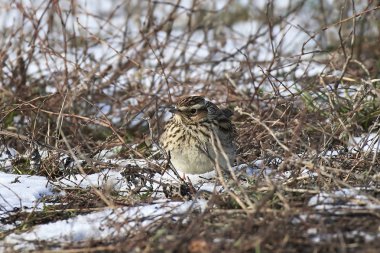Woodlark (Lullula arborea)