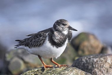 Ruddy Turnstone (arenaria yorumlaması)