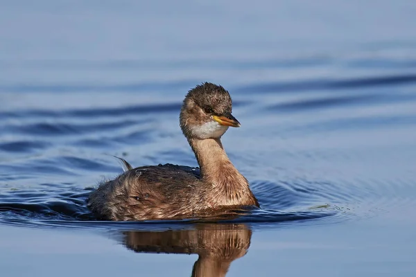 リトル・グレベ（Tachyaptus ruficollis）) — ストック写真