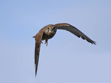 Genel kerkenez (Falco tinnunculus)