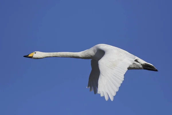 Cisne de Whooper (Cygnus cygnus ) — Fotografia de Stock