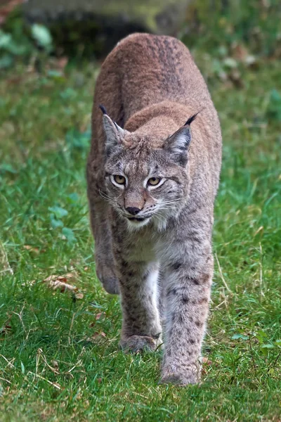 Ryś Eurazjatycki (Lynx lynx)) — Zdjęcie stockowe